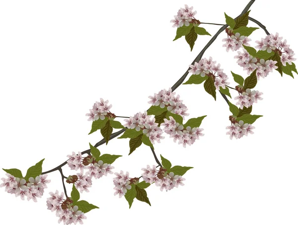 Voorjaar geïsoleerde grote tak met roze bloemen — Stockvector