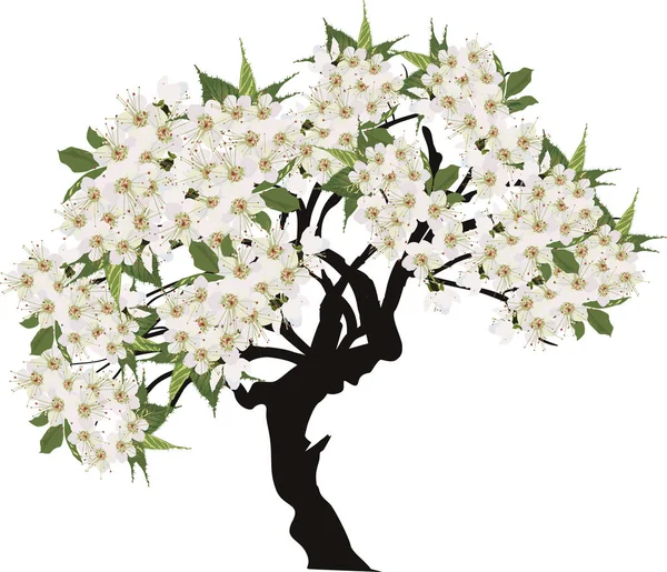 Arbre isolé avec de grandes fleurs blanches — Image vectorielle