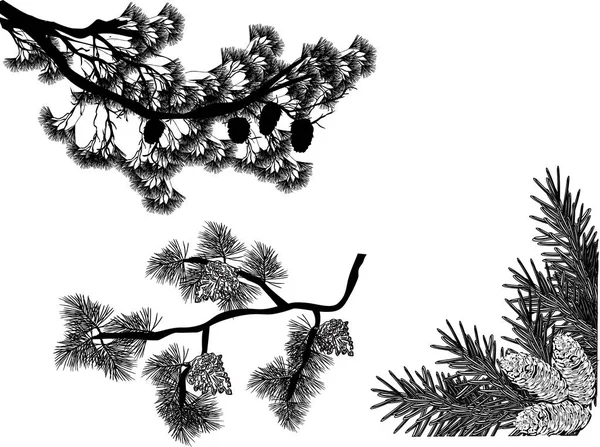 검은 소나무의 세 가지 가지가 흰색 위에서 분리되어 스케치하는 모습 — 스톡 벡터