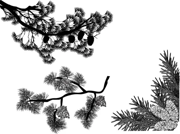 黑松三枝素描，白色隔离 — 图库矢量图片