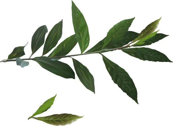 Dark green laurel branch on white — Stock Vector
