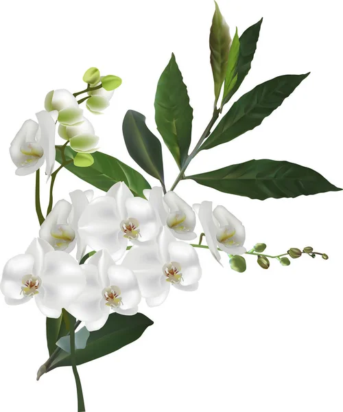 Rama aislada de orquídea blanca con hojas verdes — Vector de stock