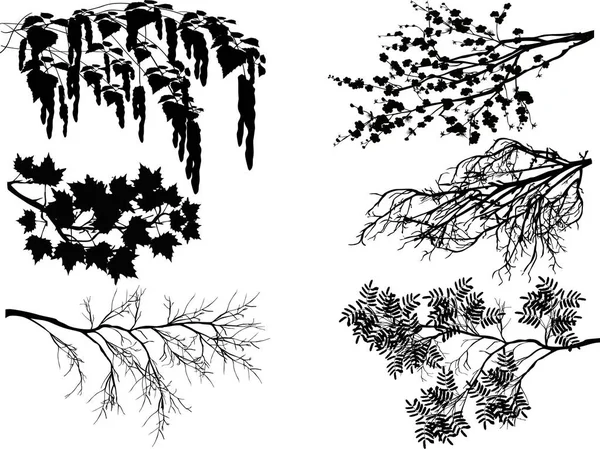 Sei rami di albero di primavera su bianco — Vettoriale Stock