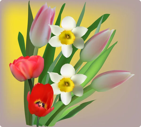 Tulipán rojo y flores narcisas blancas sobre fondo amarillo — Vector de stock