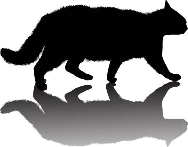 Beyaz gölgeli yürüyen kedi