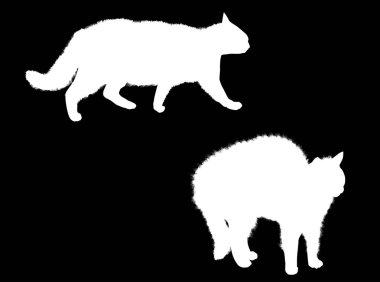 Siyah arka planda izole edilmiş iki kedi