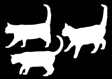 Üç izole kedi beyaz silueti