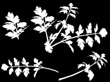 Siyah arka planda izole beyaz kereviz