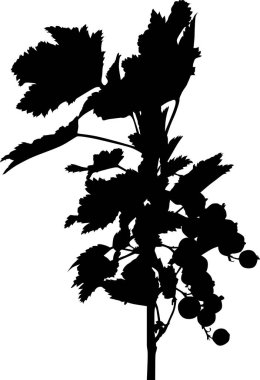 siyah frenk üzümü dalı izole edilmiş siluet