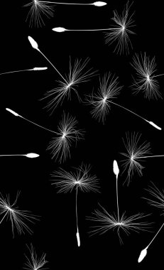 beyaz karahindiba büyük tohumlar dikişsiz arkaplan