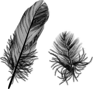 İki siyah tüylü beyaz.