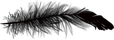 Tüy izole edilmiş siyah siluet