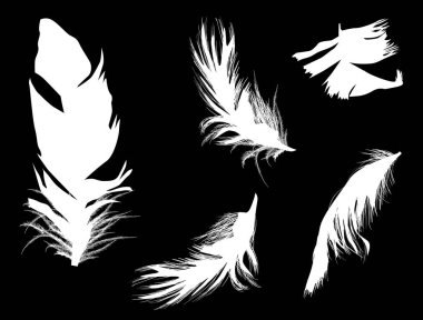 Beş tüylü beyaz tüy siyah üzerine izole edilmiş