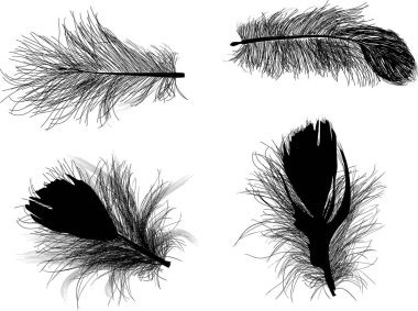 Beyaz arkaplanda dört siyah tüy