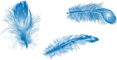 beyaz üzerine üç açık mavi tüy