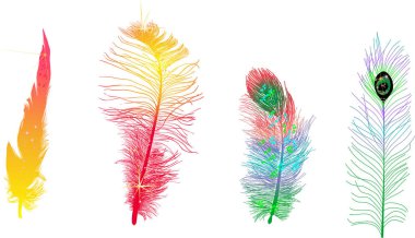 Dört renkli tüy beyaza izole edilmiş.