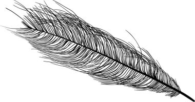 Devekuşu tüyü siyah silueti ile illüstrasyon