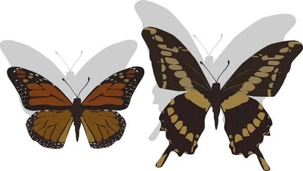 Due farfalle marroni con ombre su bianco — Vettoriale Stock
