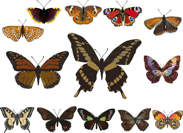 Dreizehn Schmetterlinge dunkler Farbe isoliert auf weiß — Stockvektor