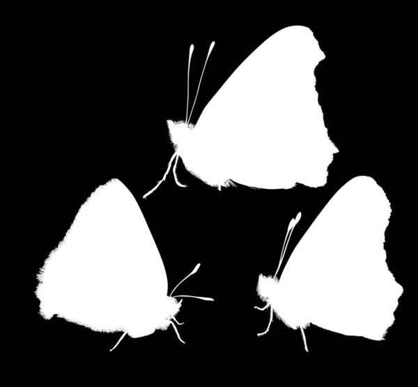 Drei Schmetterlingssilhouetten auf schwarz — Stockvektor