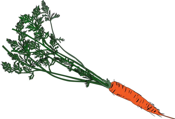 Rote Karotte mit grünen Blättern isoliert auf weißem — Stockvektor
