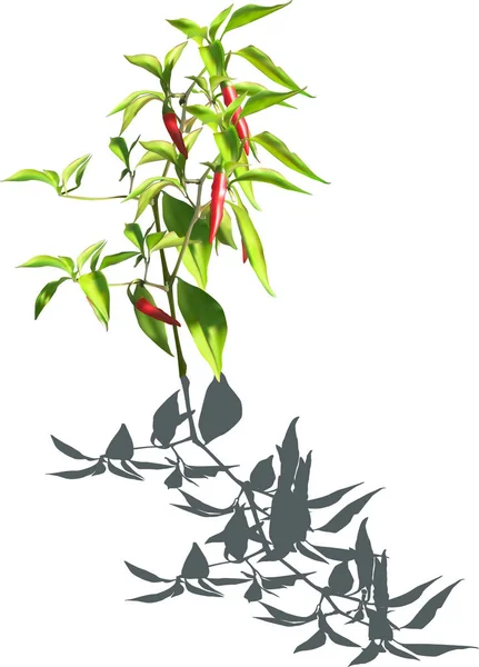 Green plant with red chilli pepper and shadow — Stock Vector