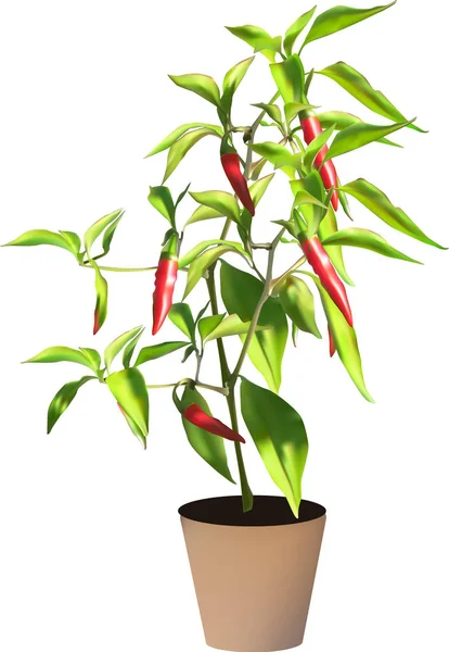 Zöld növény piros chili paprikával fazékban — Stock Vector