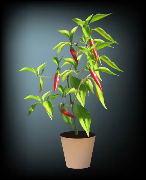 Chilli pepper plant in pot — Stock Vector