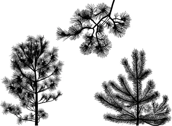 Siyah sedir ağaçları beyaz üzerine izole edilmiş — Stok Vektör