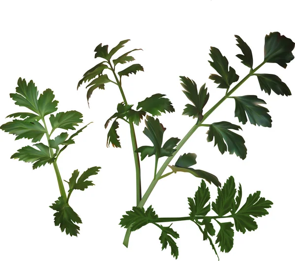 白の2つの緑のセロリの枝 — ストックベクタ
