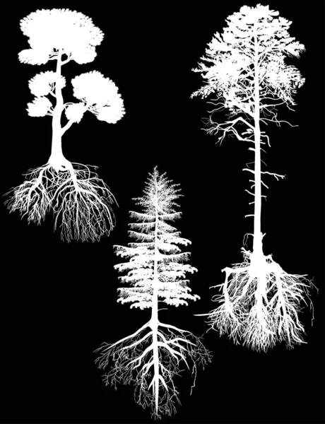 Isolado três grandes pinheiros brancos com raízes —  Vetores de Stock