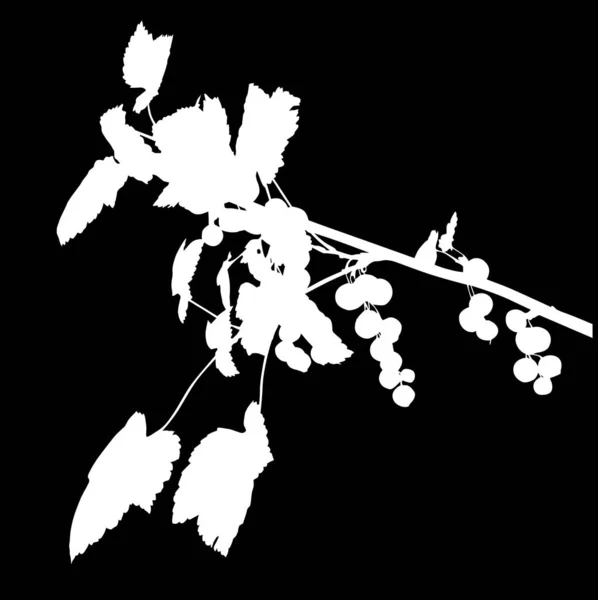 Vinbärsgren vit siluett — Stock vektor