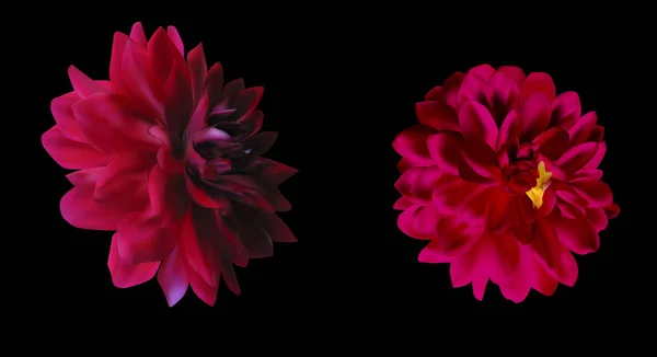 2つの濃い赤のダリアが黒い花を咲かせ — ストックベクタ