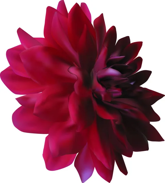 Escuro vermelho dahlia flor no branco — Vetor de Stock