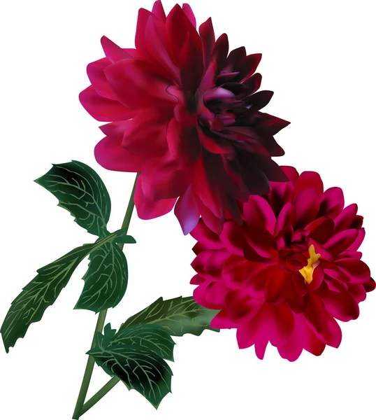 Due fiori di dahlia rosso scuro su bianco — Vettoriale Stock