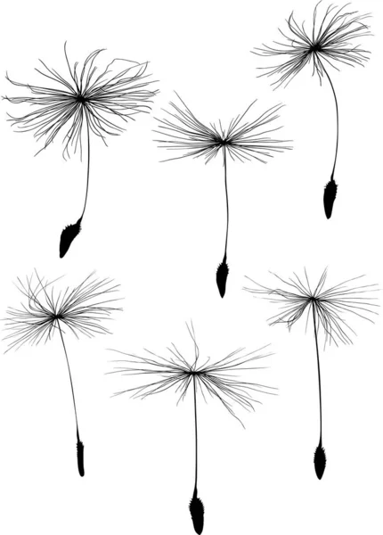 Six black dandelion seeds silhouette on white — Stockový vektor