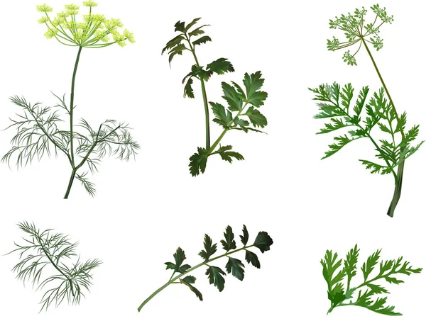 Grüne Dill- und Petersilienpflanzen isoliert auf weiß — Stockvektor