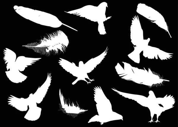 Сім голубів і п'ять силуетів пір'я на чорному — стоковий вектор