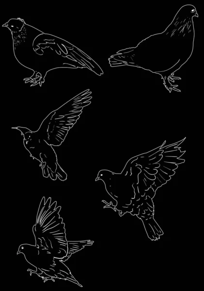 Fünf schwarze Tauben isolierte Skizzen — Stockvektor