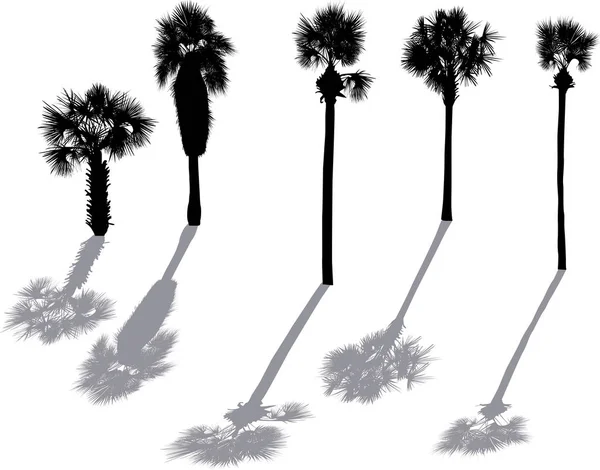 Cinco silhuetas de palmeira preta isoladas em branco — Vetor de Stock