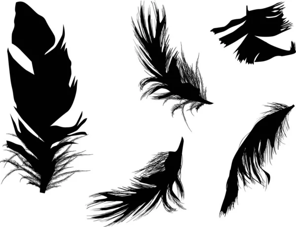 Cinco plumas negras esponjosas aisladas en blanco — Vector de stock