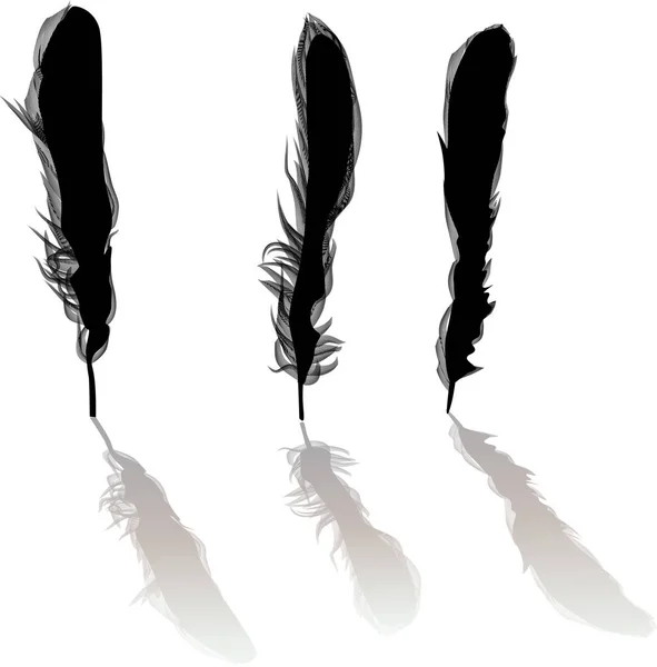 Drie zwarte silhouetten van veren met schaduwen — Stockvector