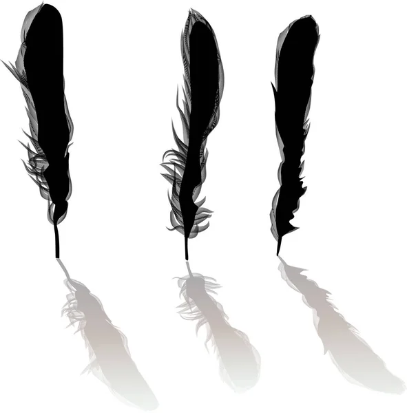 Three black silhouettes of feathers with shadows — Stock Vector