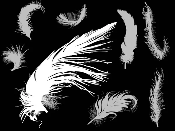 Gris huit plumes collection sur fond noir — Image vectorielle