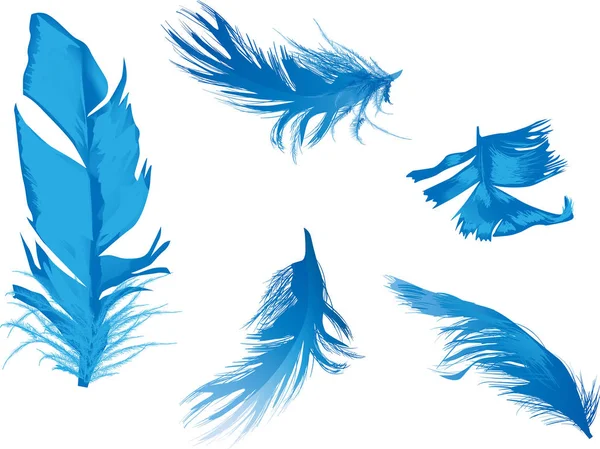Cinco plumas azules aisladas en blanco — Vector de stock