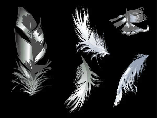 Five grey feathers on black background — Stock Vector
