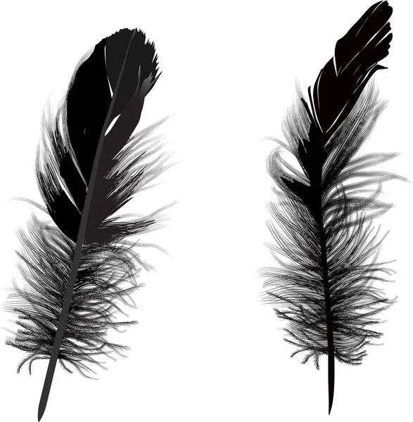 Twee zwarte ontsproten kleine veren op wit — Stockvector