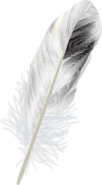 Ilustración aislada del pluma blanco y negro — Vector de stock