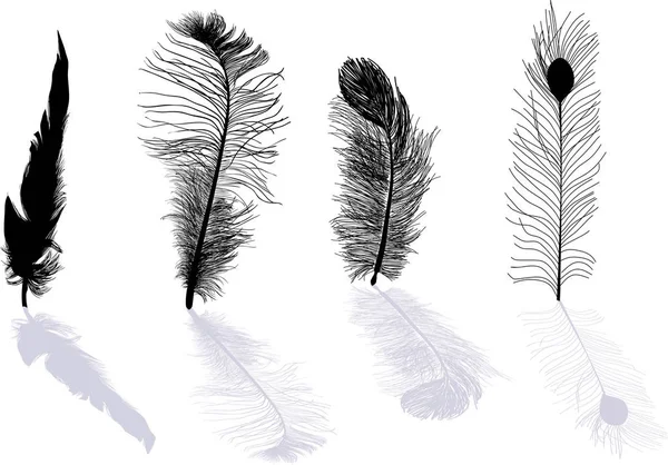 Cuatro plumas con sombras grises aisladas sobre blanco — Vector de stock