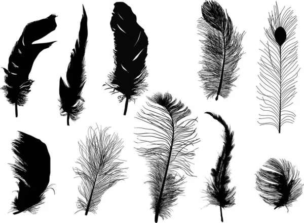 Ten fluffy black feathers isolated on white — Stock Vector